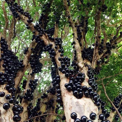 Бразильское дерево выращивает плоды на стволе — Живой уголок он-лайн