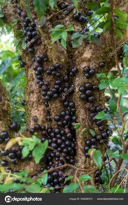 Джаботикаба или бразильское виноградное дерево (лат. Myrciaria caulifloria)  – Интересные животные