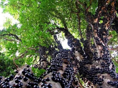 Жаботикаба (джаботикаба), бразильское виноградное дерево