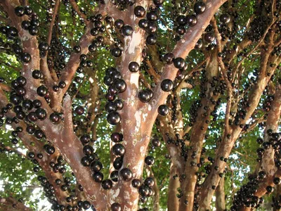 id.page / PUBLIC BLOG / Жаботикаба или Бразильское виноградное дерево