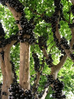 Жаботикаба Жаботикаба или бразильское виноградное дерево - растение... |  Интересный контент в группе Любопытный мир | Grape tree, Tree, Fruit trees