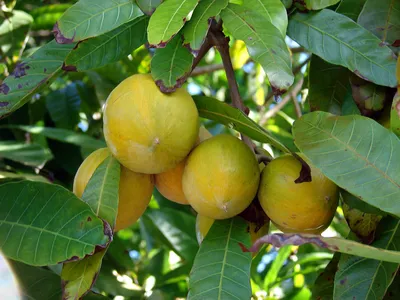 Каймито — звездчатое яблоко джунглей - Ecolodge «UNI RAO»