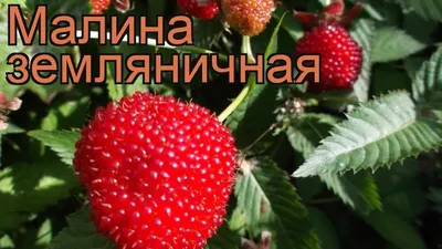 Плодовые деревья Груша Мария купить саженцы почтой в Украине - Semena.in.ua