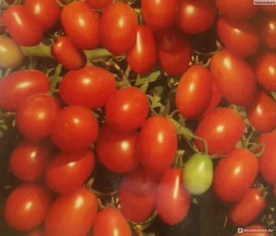 Томат Сибирский сад Черри-оливка - «Урожайный и неприхотливый сорт томатов.  Выращиваю для консервации. Любимый рецепт» | отзывы