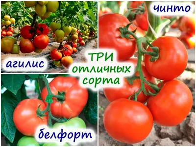 Три урожайных и очень вкусных сорта томата для теплицы – сравнение  полученных кистей и плодов!