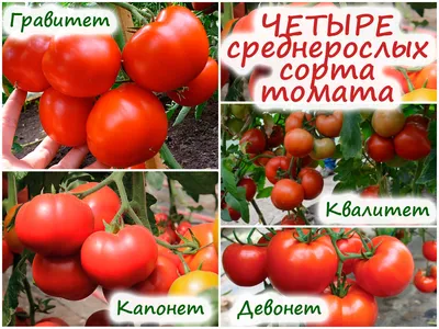Как получить дружные всходы томата – сеем 4 отличных среднерослых сорта