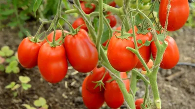 5 сортов «сосисочных» ТОМАТОВ - вкусные, привлекательные и шикарные для  салатов | Сад, огород, наука и ... лень | Дзен