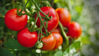 Семена томатов купить в Беларуси в интернет магазине от компании | \"ООО  \"Агропланета\"\"