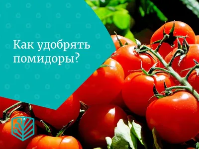 Азы удобрения помидоров. Как удобрять помидоры? - Aednik24