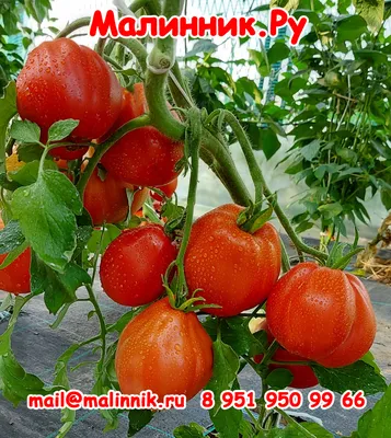 Земляничный томат фото