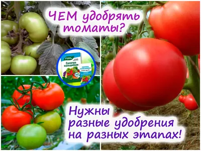 Удобрение томатов для повышения урожайности – чтобы плоды были крупными и  сочными!