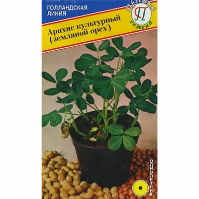 АРАХИС КУЛЬТУРНЫЙ (ЗЕМЛЯНОЙ ОРЕХ) 5 ШТ престиж | Агрофирма «ФЛОС»