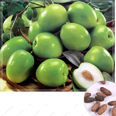 Home Gardening Tropical Fruit Evergreen Indian Ziziphus Mauritiana Seeds  günstig kaufen — Preis, kostenloser Versand, echte Bewertungen mit Fotos —  Joom