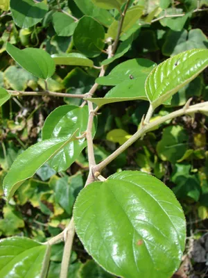 Зизифус мавританский (Ziziphus mauritiana) - PictureThis