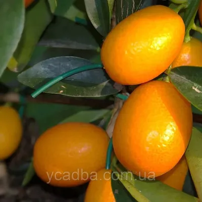 В Аланье успешно начали выращивать «золотой апельсин» | Mayalanya