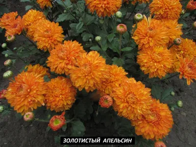 Хризантема золотой апельсин - 48 фото