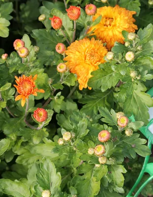 Купить «Кумкват «золотистый апельсин»» в Иваново из каталога Горшечные  растения - «Max Flowers»