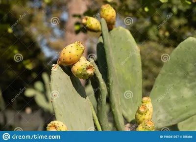 Закройте много свежих плодов кактуса opuntia ficus indica (индийский инжир,  опунция) на розничной витрине магазина или рынка | Премиум Фото