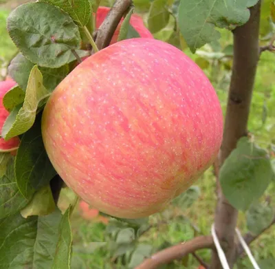 Роза яблоко чопху розовое яблоко евгения | Премиум Фото