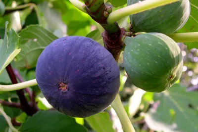 Инжир, фиговое дерево (Ficus carica) — путеводитель по отдыху в Крыму