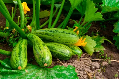 Круглые кабачки — вкуснейшая альтернатива традиционным. Выращивание, сбор  урожая и лучшие сорта. Фото — Ботаничка