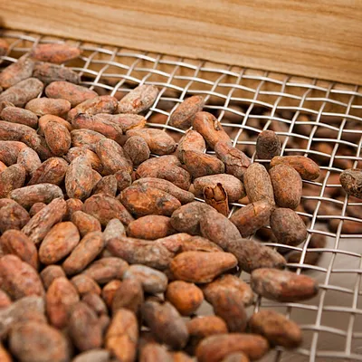 От какао-плода до шоколада: производство (часть 2)