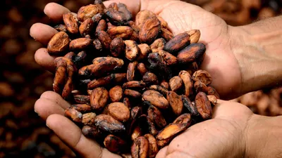 Какао: польза и вред для здоровья женщин и мужчин