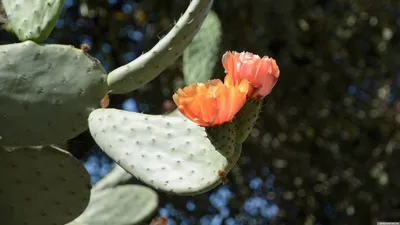 Искусственная кожа из кактуса становится популярна | ИА Красная Весна
