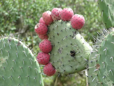 Что едят в Мексике: блюда из кактусов|Латинская Америка