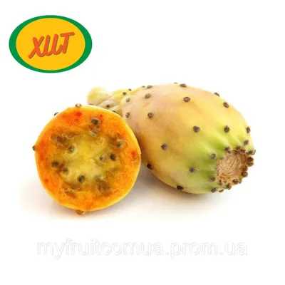 Кактус фрукт, цена 155 грн — Prom.ua (ID#1501666750)