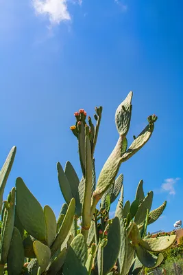 На Кипре цветет вкусный кактус опунция! - Блоги Кипра