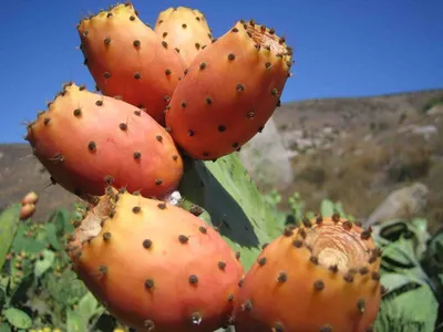 Съедобный кактус: можно ли и как есть плоды, названия и фото