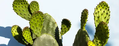Чудо пустыни: как кактус опунции помогает коже - Журнал - Weleda