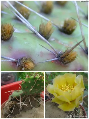 Опунция инжирная или индийская(opuntia ficus indica) - «Колючий кактус с  удивительными цветами и обалденными сьедобными плодами. Почему перестали  выращивать » | отзывы