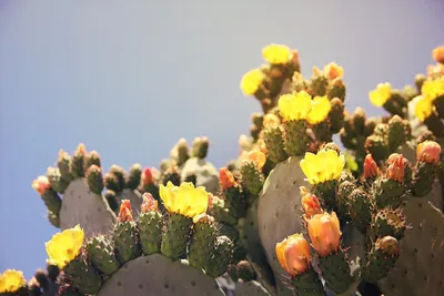 Опунция - плоды кактуса съедобны? | Magyarka | Дзен