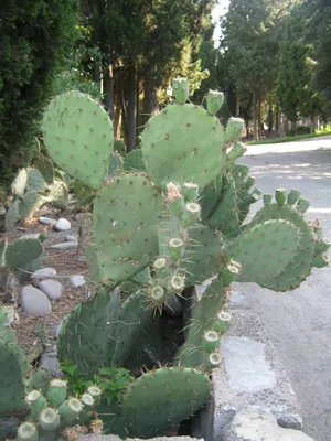 Скачать 330 Cactus Pear Photos - Envato Elements