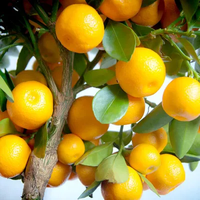 Citrus calamondin - Zwergorangenbaum | Terrapalme Heim- und Gartenshop