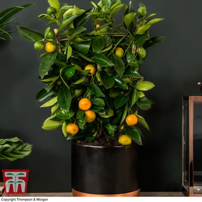 How to Grow a Calamondin Orange Tree Indoors or Outdoors - Dengarden