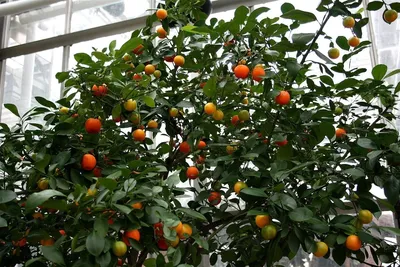 Citrus calamondin Citrus, für Garten, Terrasse und im Haus! - FloraStore