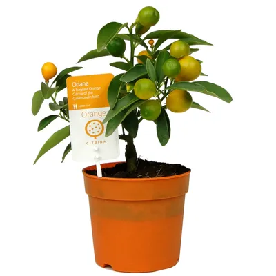 Calamondin Orange Plant - Percy Waters Florist