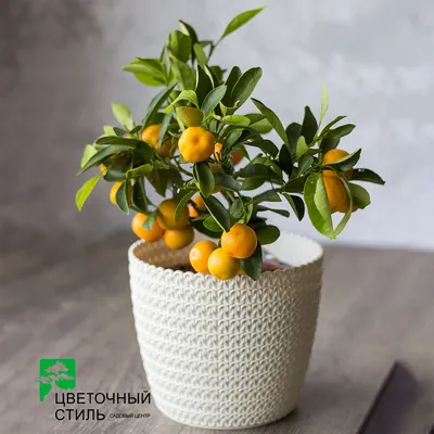 Citrus mitis calamondin Citrus Calamondin - Orangenbaum/mandarinenbaum -  FloraStore
