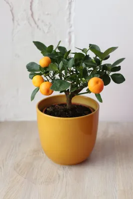 Calamondin, Citrus madurensis, Citrofortunella mitis, Meilland Richardier