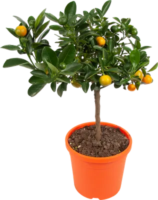 Citrus Calamondin 'Panama Orange Tree 9cm Pot - The Woodley Outlet