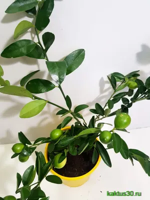 Calamondin Orange Trees in 8\" pots... - Superior Farms Inc | Facebook