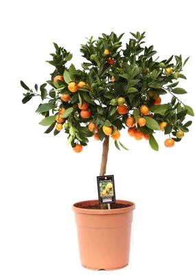 Buy Citrus × microcarpa (calamondin orange) Citrus × microcarpa