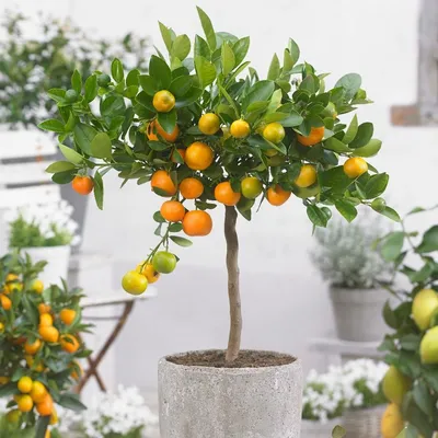 How to Grow and Care for a Calamondin Orange Tree | BBC Gardeners World  Magazine