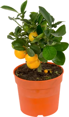 Calamondin Stamm Citrus Mitis Orange 130 - 150 cm Orangenbaum Calamondino  Kalamansi | plentyShop LTS