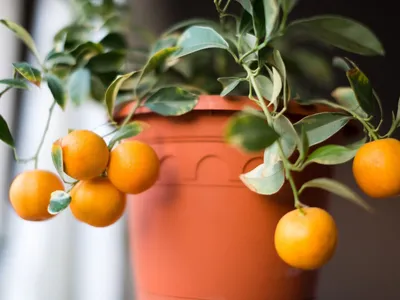 Citrus mitis 'Calamondin' Kalamondyna, Świat Roślin sklep z roślinami