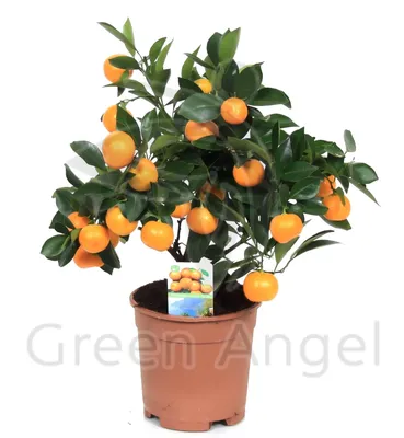 Produkt Zitrus Calamondin T12 H025 - Heyl