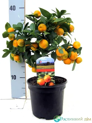 Calamondin-Orangen-Stamm, im ca. 15 cm-Topf online kaufen bei Gärtner  Pötschke
